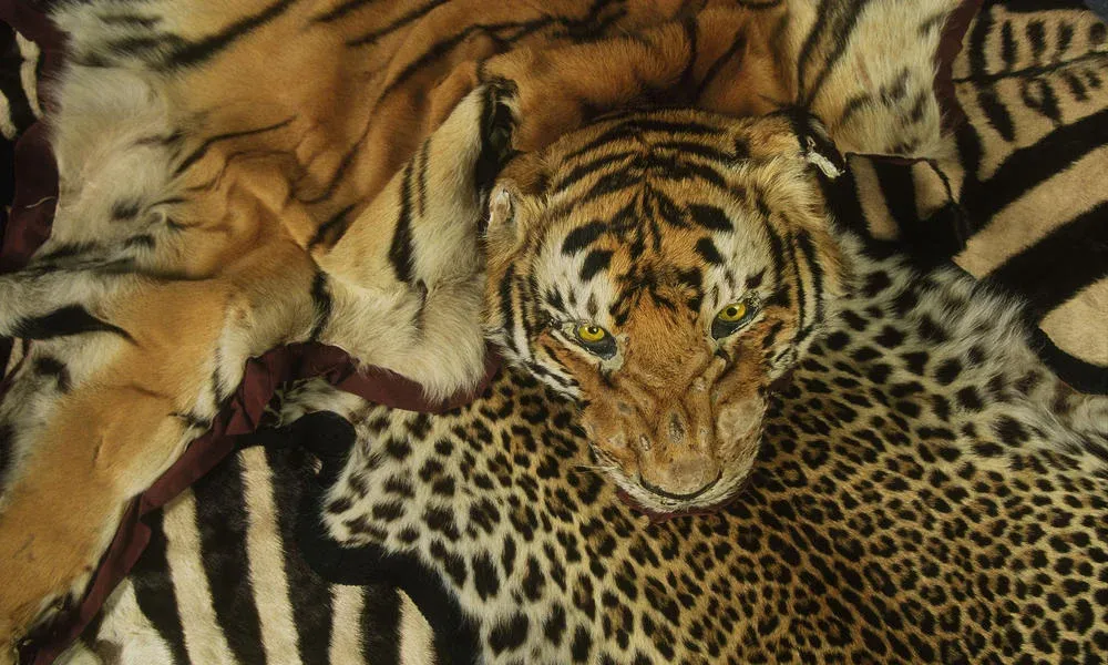 Pieles de tigre y otros animales confiscadas en el aeropuerto de Heathrow, Reino Unido