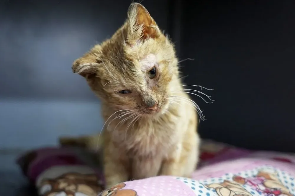 El alto ex funcionario explicó que las autoridades sanitarias no estaban seguras de que las mascotas pudieran o no desempeñar algún papel en la crisis sanitaria.