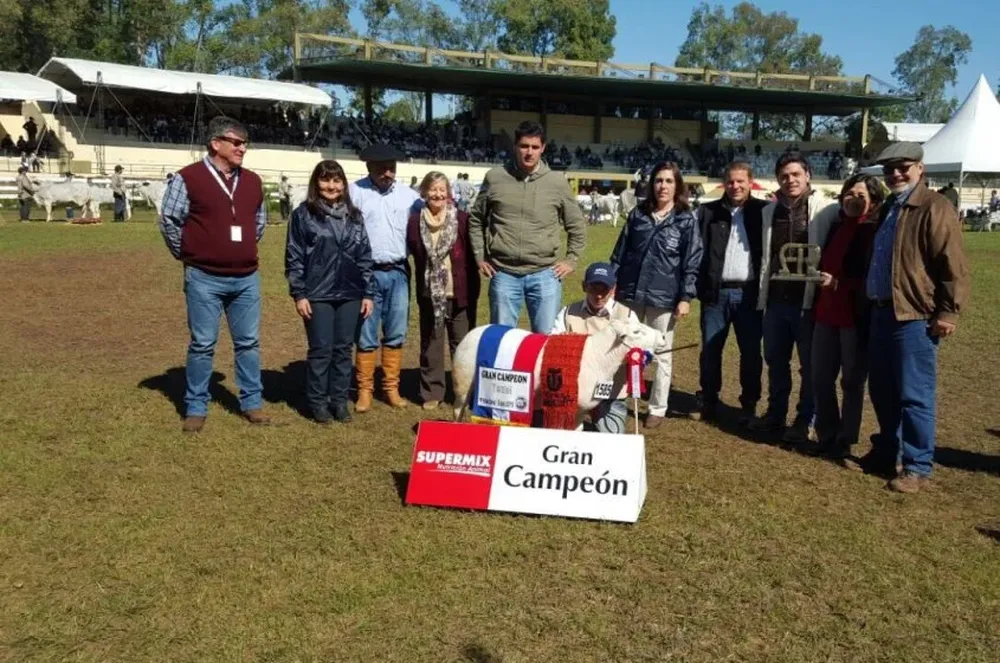 El Gran Campeón Texel PI de 2015 fue el Reservado Gran Campeón en 2016