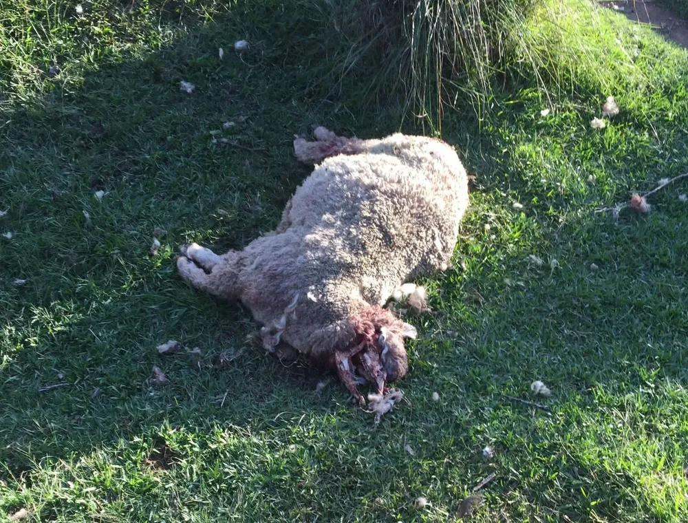 El ataque de perros se dio en Semana Santa.
