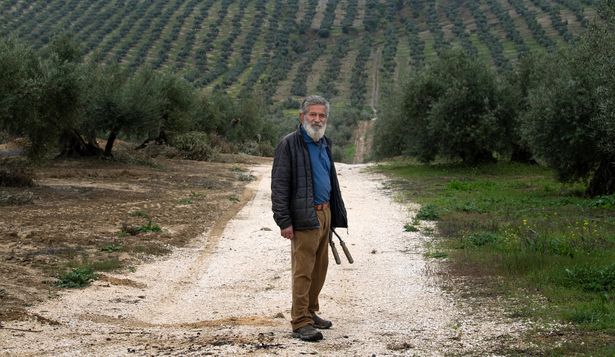 Francisco Ruiz Palomo, presidente de la cooperativa de productores de aceite de oliva La Loperana, posa en su olivar La solana de Vilches.