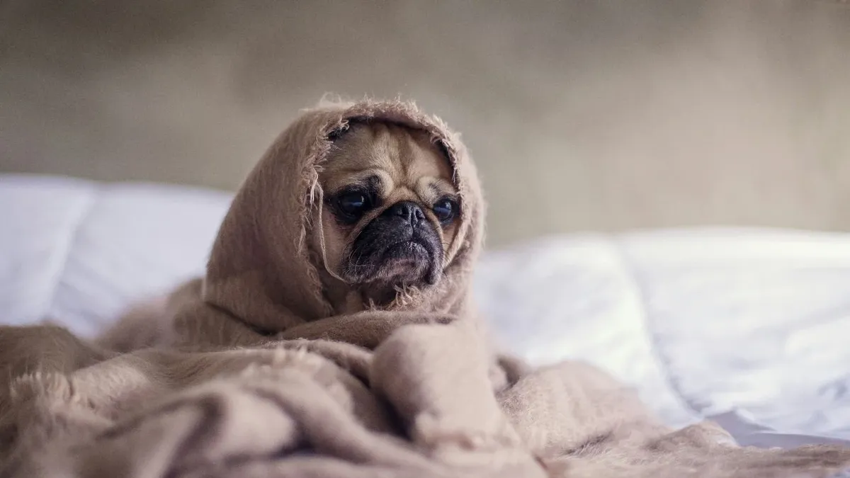 Cuánto frío pueden soportar las mascotas?: estas son las temperaturas que  pueden dañar a perros y gatos