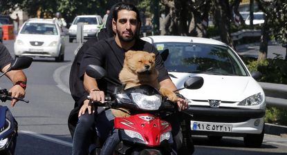 También se ha prohibido transportar a los perros en vehículos particulares.