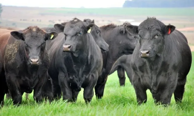 Aberdeen Angus acorta la diferencia con la raza Hereford que está en primer lugar en los rodeos