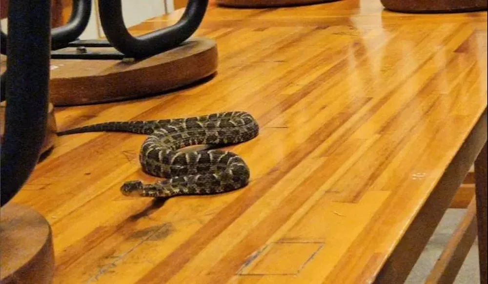 Captura de la foto de la serpiente dentro del salón de clase