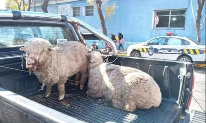 En las últimas semanas se han denunciado varios casos de ataques de perros.