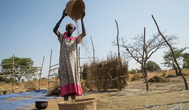Muchos pequeños agricultores recurrieron a sus existencias de semillas de siembra para alimentar a sus familias