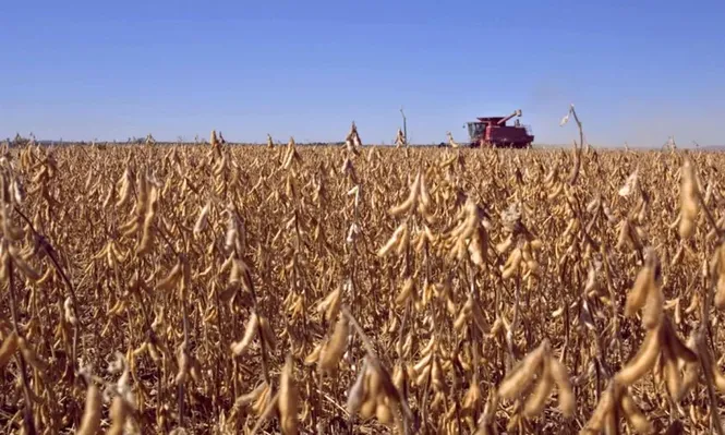 Habrá una App para seguir el ciclo del cultivo de soja y generar información