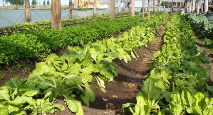 Granjeros: los invernáculos son clave en la oferta de productos de calidad y en forma sostenible.