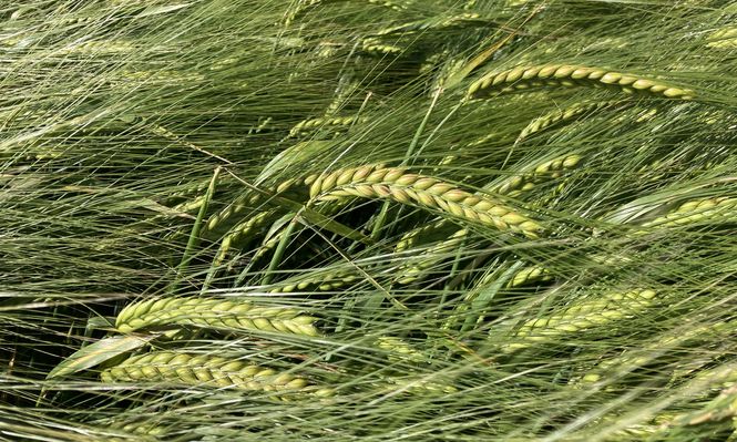 Espigas de cebada