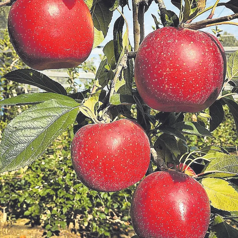 Plantación de manzanos de la variedad ‘tutti’
