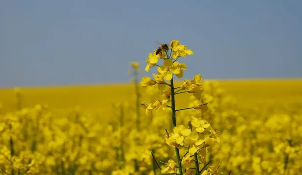 Cultivos de invierno: la colza, con subas y bajas, es el que más ha crecido en superficie en los últimos años en Uruguay.