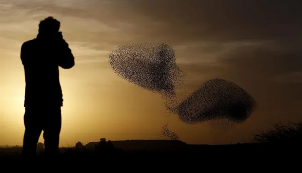 Hombre fotografía a una bandada de estorninos cerca de la ciudad de Rahat (Israel)