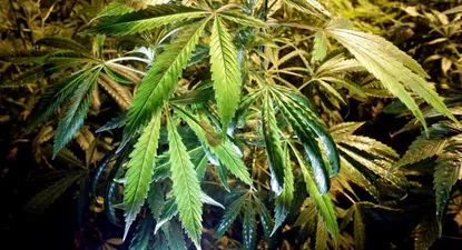 Prueban rociador bucal para tratar adicción a la marihuana