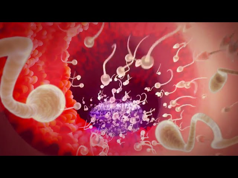 Ilustración de espermatozoides durante el proceso de fecundación.