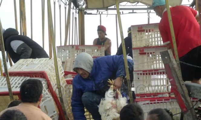 Cientos de vecinos saquearon en minutos un camión cargado con pollos que volcó en la Ruta 31