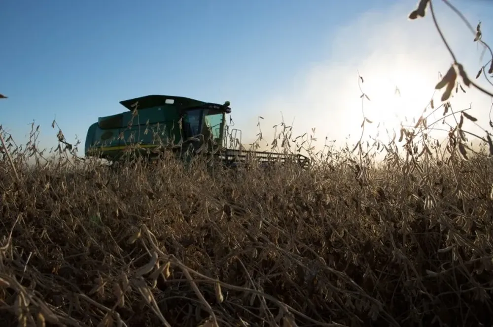 La soja afectada por la crisis política en Brasil frenó su caída