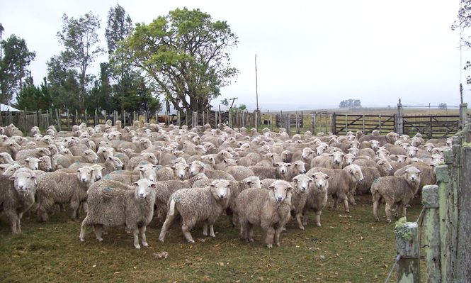 Rubro ovino; majada de la raza Merilín.