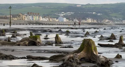 El bosque prehistórico que quedó al descubierto tras una tormenta