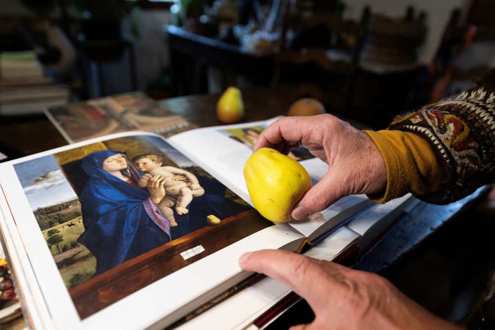 La agrónoma e investigadora italiana Isabella Dalla Ragione muestra frutos pintados en el Renacimiento que ella devolvió a la vida en la colección de huertos de la fundación Archeologia Arborea en San Lorenzo di Lerchi.