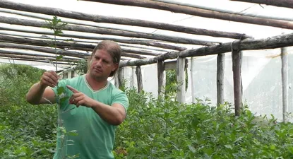 El Observador | Luis López muestra uno de los plantines de la última zafra