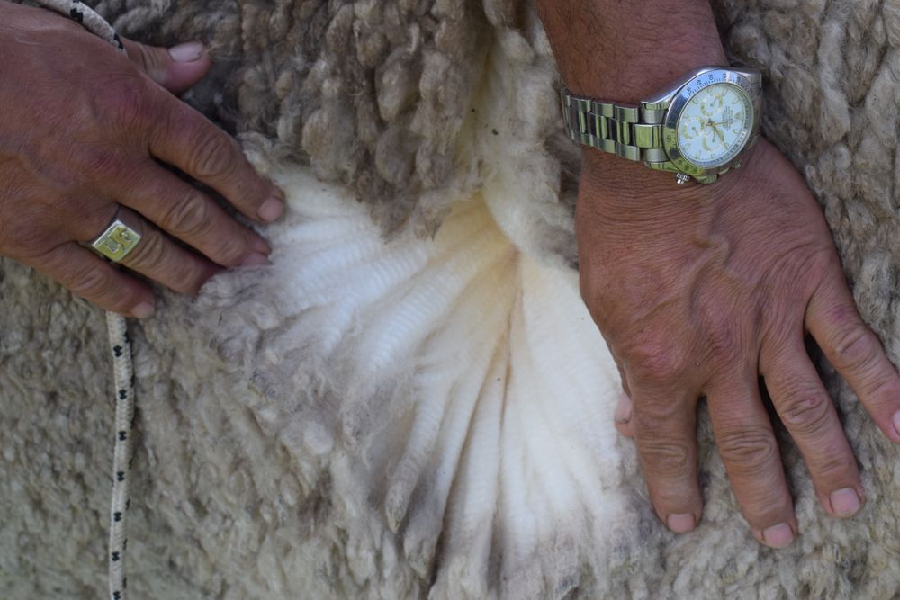 Mercado lanero, vellón de carnero Corriedale.