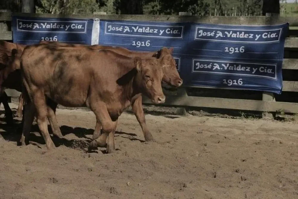 Valdez y Cía realizará una venta por pantalla y una feria ganadera.