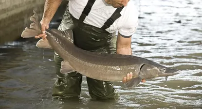 El Observador | Ejemplar de esturión en las instalaciones de Black River Caviar