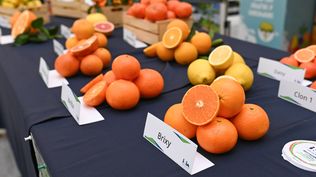 Mes del Citrus en Géant Roosevelt promueve la salud y la educación nutricional