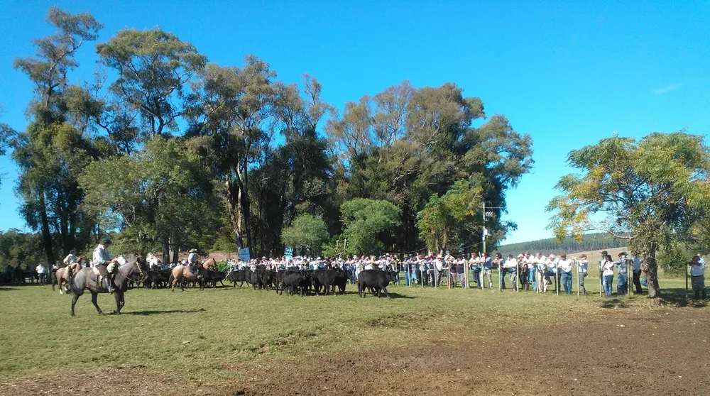 Los criadores de Angus hoy en Santa Cecilia