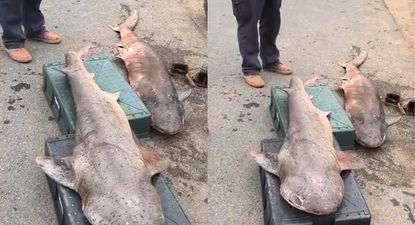 El Observador | Tiburones cazón