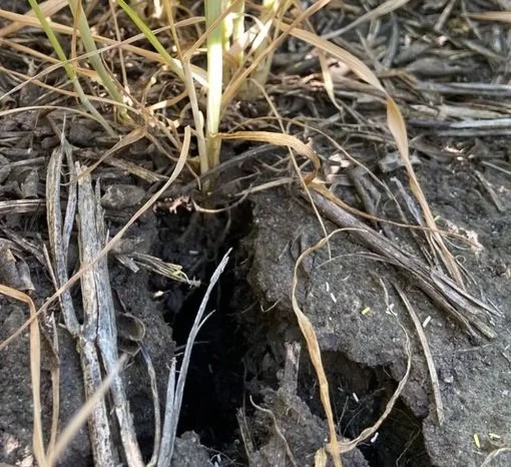 La foto es contundente, aunque el profesional aclaró que no sucede eso en todo el campo.