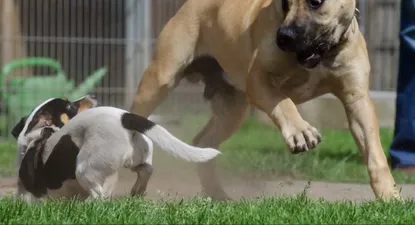 Perros