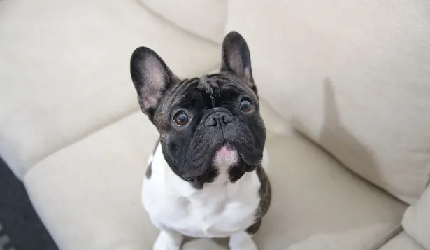¿Impuesto por tener perros?