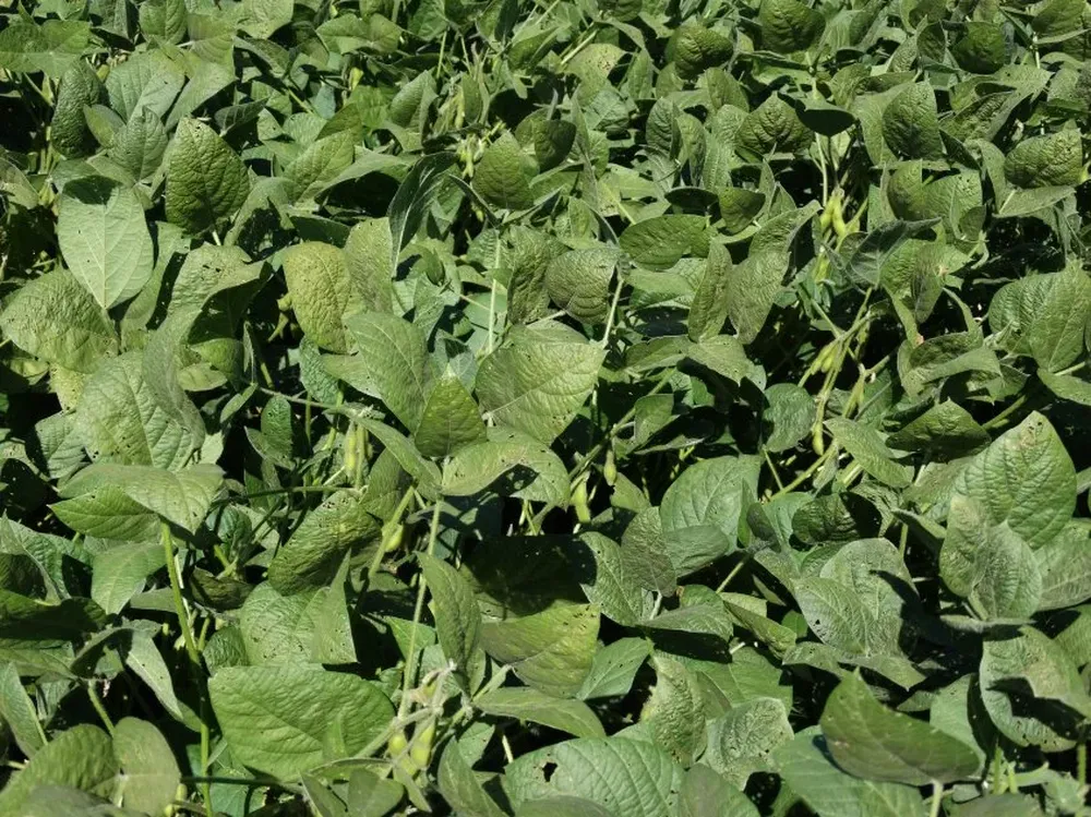 INIA La Estanzuela emitió una serie de recomendaciones a los productores.