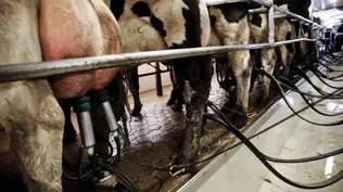 Estudian prácticas contra la competencia en industria láctea