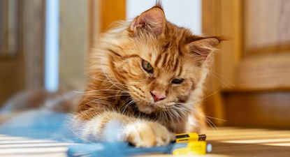 cientificos resuelven el enigma de los gatos pelirrojos
