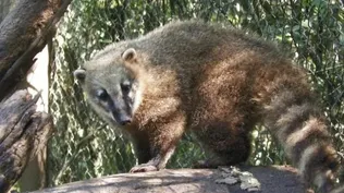Coatí