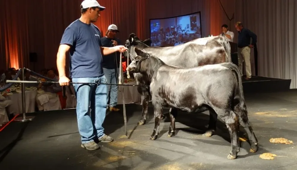 La vaca con cría de El Yunque que abrió el remate en el Conrad