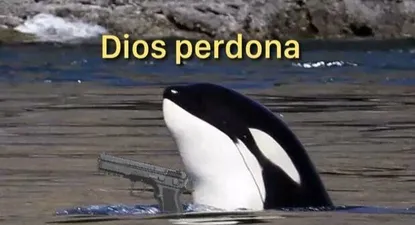 gladis, la orca que lidera un grupo de 15 cetaceos que ataca veleros y llena de memes las redes