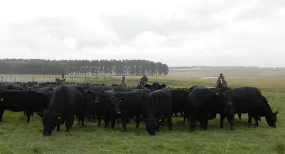 El Observador | La lluvia derivará en una oferta de comida abundante