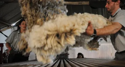 Mercado lanero: sigue el mayor interés por lotes de lana fina acondicionada grifa verde.