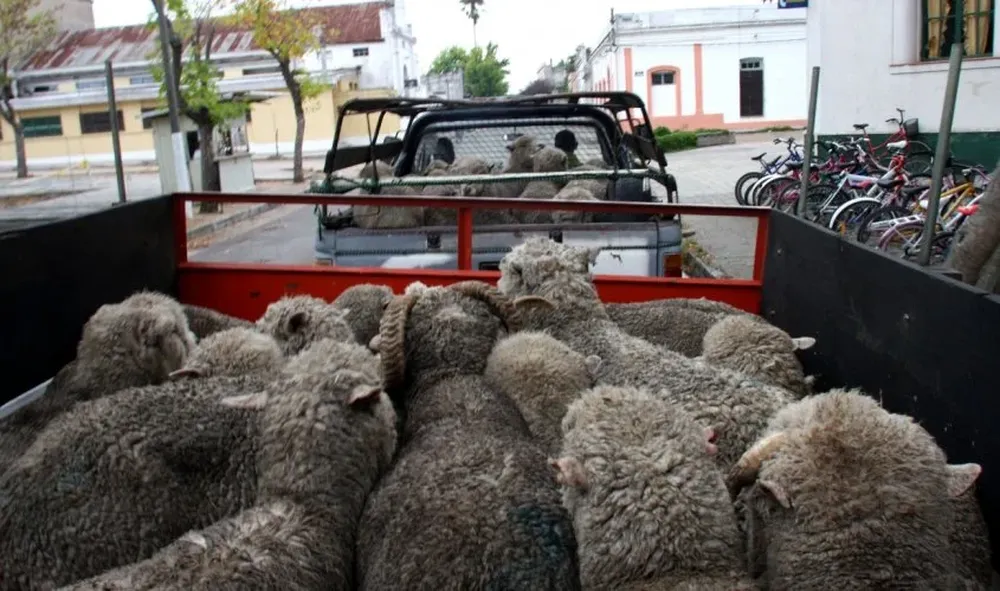 Rescate de ovinos robados en 2009 en Sarandí Grande, Florida