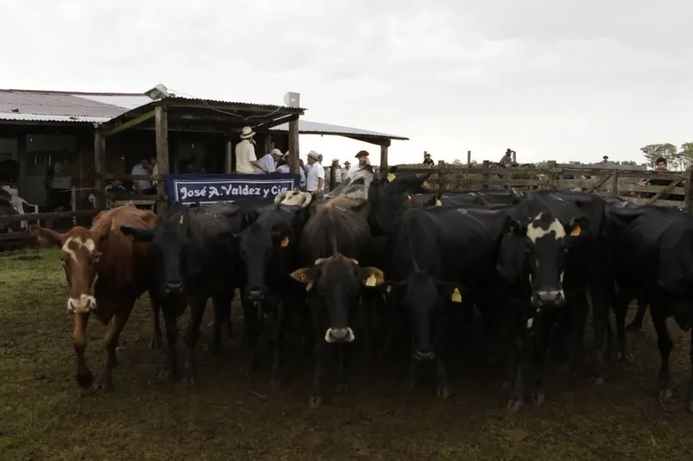 Remate feria a cargo del escritorio Valdez y Cía