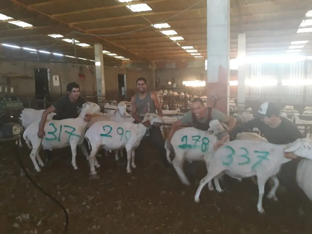 Uruguayos en España muestran, pintando el dato en el cuero de los ovinos, la cantidad de ejemplares que esquilaron ese día