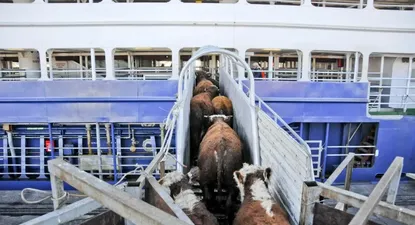 Exportación de ganado en pie desde el puerto de Montevideo&nbsp;