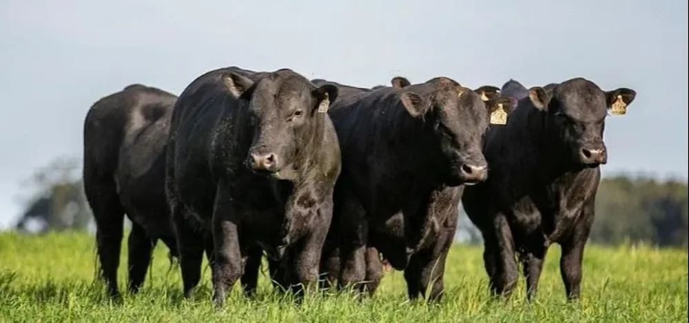 La venta de La Milagrosa se hará este sábado.