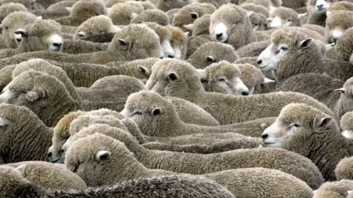 El precio de la lana se recupera, lo que se paga por los corderos no tiene techo y las exportaciones mejoran