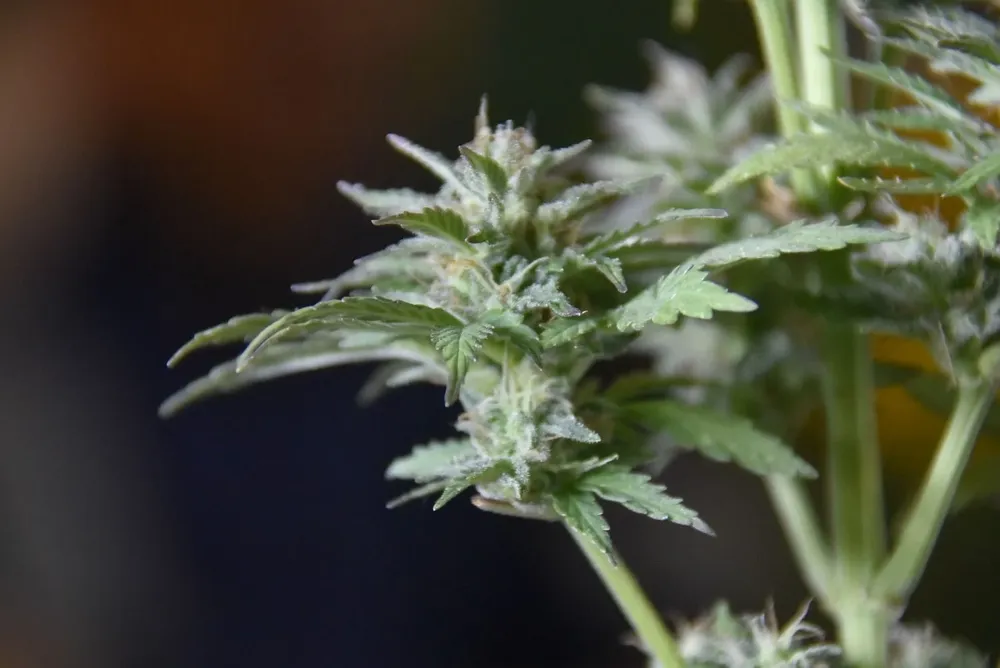 La industria cannábica está en un proceso de crecimiento