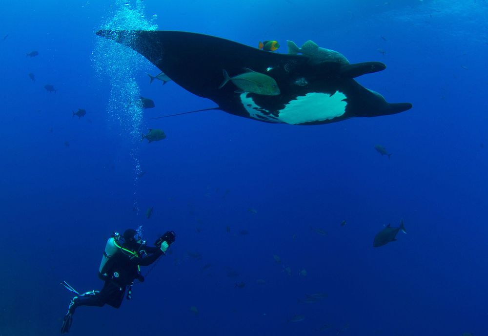 Hoyos tuvo que usar todas las lecciones que ha aprendido durante años de buceo para sobrevivir el ataque.